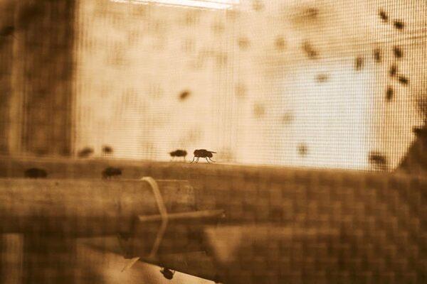Flesh Eating Screwworm Outbreak Surges in West Texas with 31 Confirmed Cases