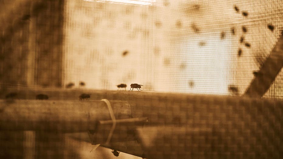 Flesh Eating Screwworm Outbreak Surges in West Texas with 31 Confirmed Cases