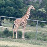 Gracie the Giraffe: How an Experienced Veterinarian Rescued an Endangered Animal
