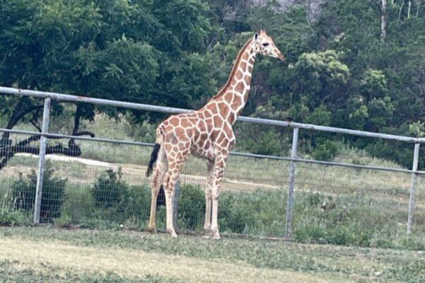 Gracie the Giraffe: How an Experienced Veterinarian Rescued an Endangered Animal