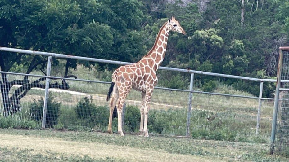 Gracie the Giraffe: How an Experienced Veterinarian Rescued an Endangered Animal