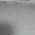 Rising Pest Issues Reported by Residents at Senior Living Complex in The Woodlands
