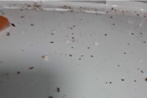 Rising Pest Issues Reported by Residents at Senior Living Complex in The Woodlands