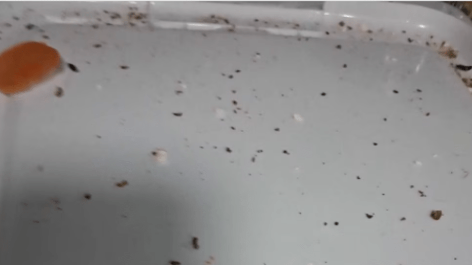 Rising Pest Issues Reported by Residents at Senior Living Complex in The Woodlands