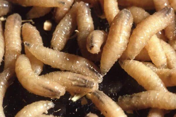 Protecting Your Pets from the New World Screwworm in Texas: Essential Tips and Guidelines