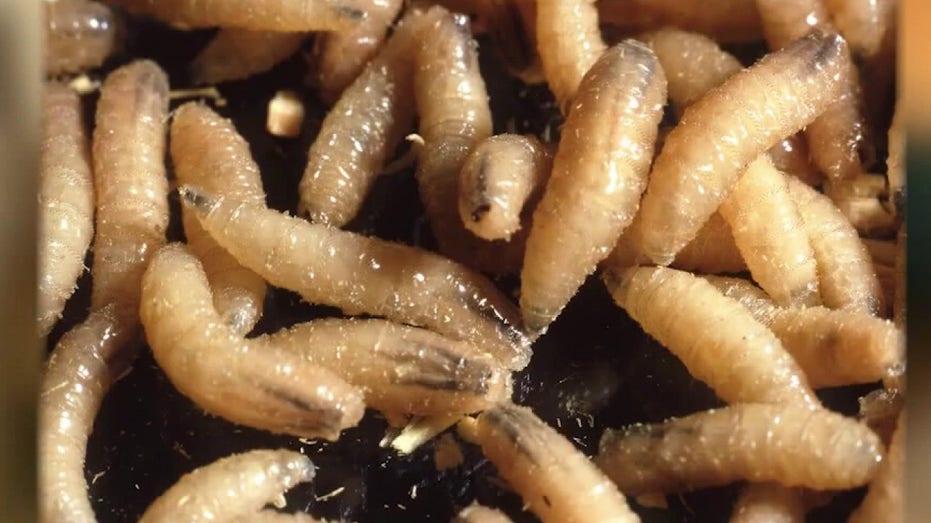 Protecting Your Pets from the New World Screwworm in Texas: Essential Tips and Guidelines