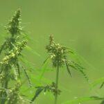 Texas Legislators Gear Up for New Efforts to Ban THC in Upcoming Session