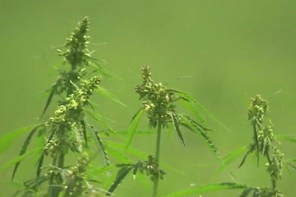 Texas Legislators Gear Up for New Efforts to Ban THC in Upcoming Session