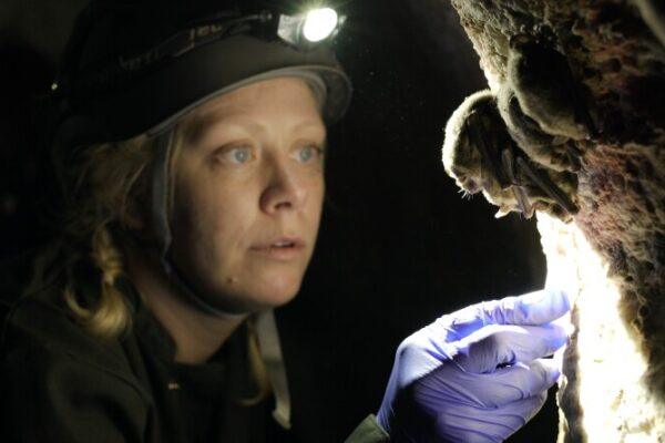 Austin Welcomes Groundbreaking Documentary on Battle Against Bat Killing Plague