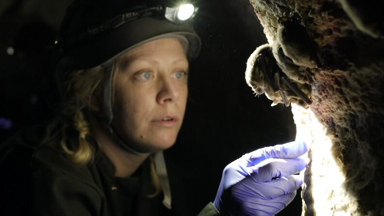 Austin Welcomes Groundbreaking Documentary on Battle Against Bat Killing Plague