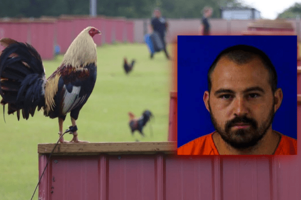 Cockfighting Raid in Van Zandt County Results in Seizure of 200 Roosters and Arrest