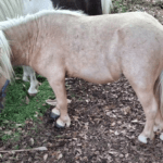 Texas Miniature Horse Breeder Seeks Help to Recover Stolen Equine Companion