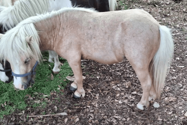 Texas Miniature Horse Breeder Seeks Help to Recover Stolen Equine Companion