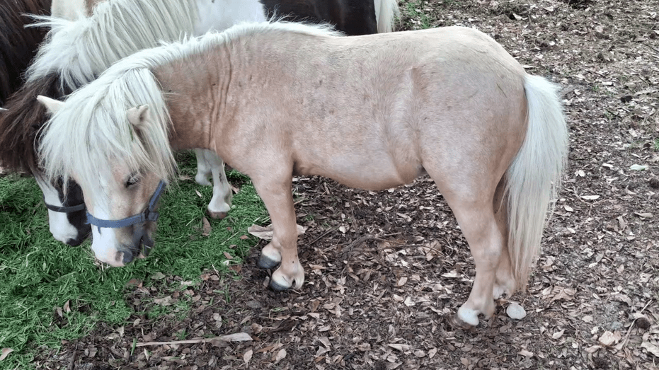 Texas Miniature Horse Breeder Seeks Help to Recover Stolen Equine Companion