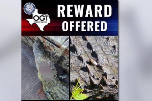 Texas Game Wardens Announce $1,000 Reward for Information on Alligator Shooting at Fort Worth Nature Center