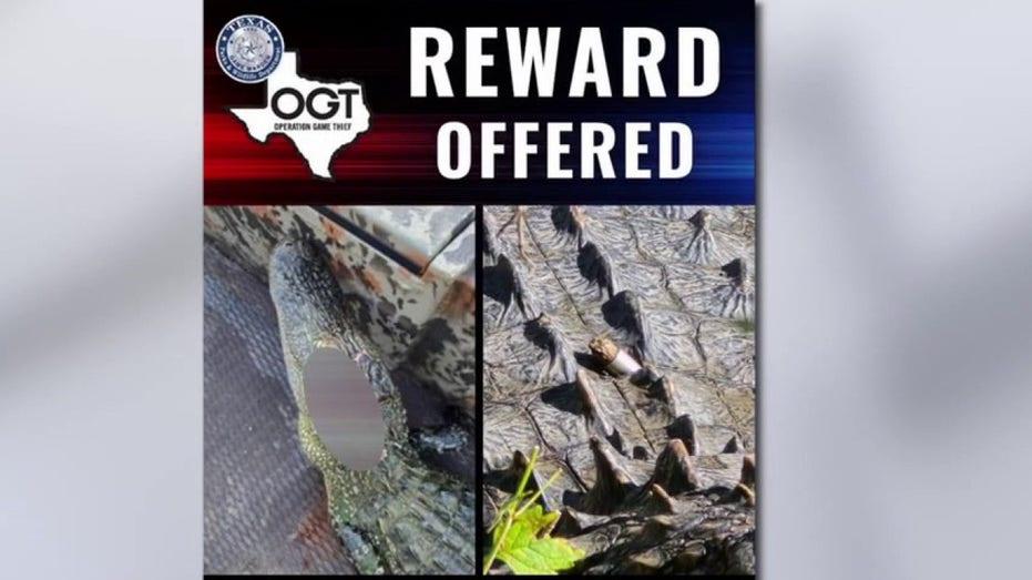 Texas Game Wardens Announce $1,000 Reward for Information on Alligator Shooting at Fort Worth Nature Center