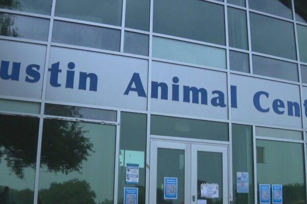 Austin Animal Services Faces 10 Day AC Outage: Temporary Solutions Implemented