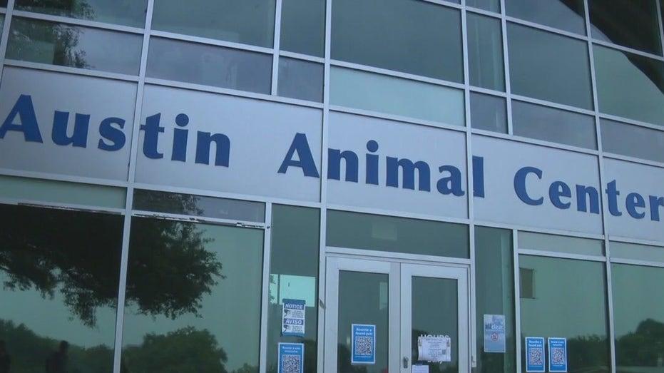 Austin Animal Services Faces 10 Day AC Outage: Temporary Solutions Implemented