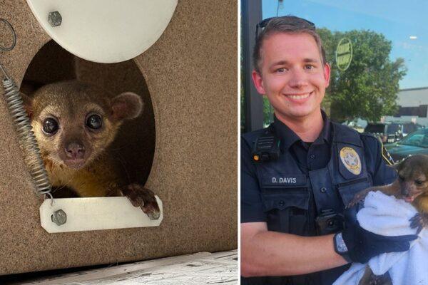 North Richland Hills Officer Saves Exotic Kinkajou from Sweltering Summer Heat