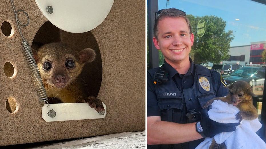 North Richland Hills Officer Saves Exotic Kinkajou from Sweltering Summer Heat