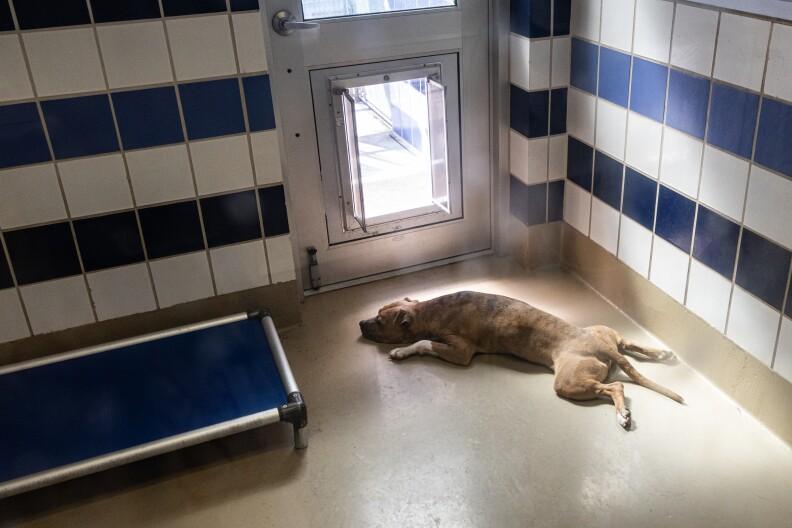 Austin Animal Center Faces AC Outages, Resulting in 90 Degree Temperatures in Kennels