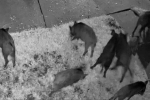 Who Covers the Cost of Wild Hog Damage? A Woodlands Resident's $3,500 Challenge