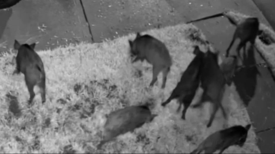 Who Covers the Cost of Wild Hog Damage? A Woodlands Resident's $3,500 Challenge