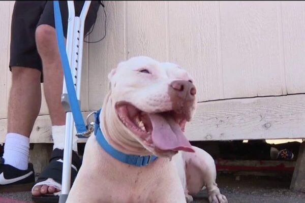 Dallas Shooting Survivor Joyfully Reunites with Beloved Dog