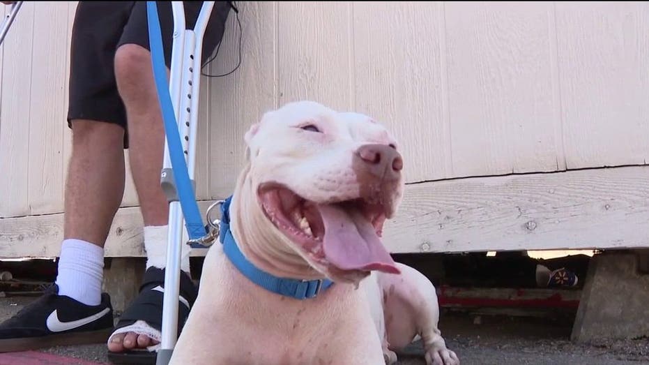 Dallas Shooting Survivor Joyfully Reunites with Beloved Dog