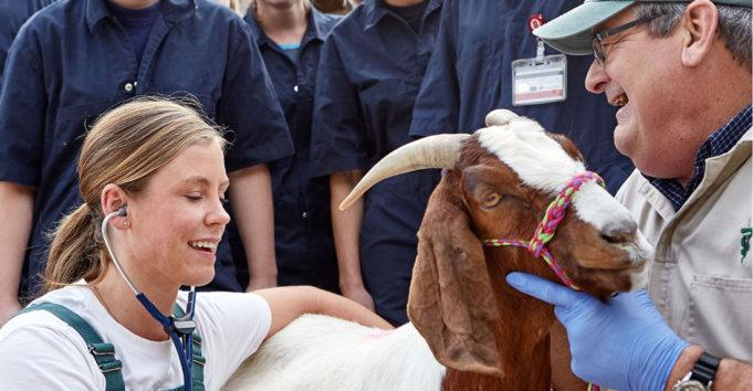 Transform Your Community: The Impact of a Career in Veterinary Medicine
