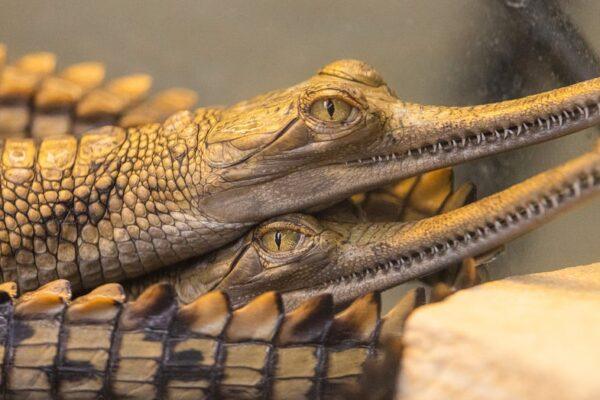 Eight Critically Endangered Gharials Hatch at Fort Worth Zoo: A Conservation Success Story
