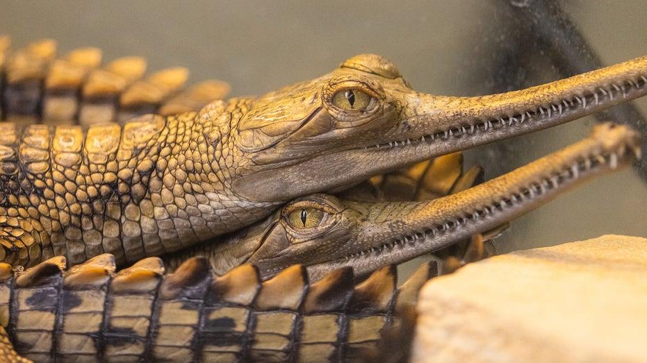 Eight Critically Endangered Gharials Hatch at Fort Worth Zoo: A Conservation Success Story