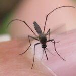 West Nile Virus Detected in Hays County: 9th Mosquito Trap Confirms Presence