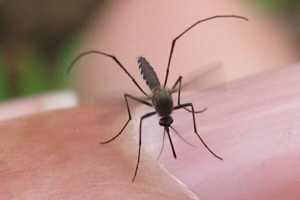 West Nile Virus Detected in Hays County: 9th Mosquito Trap Confirms Presence