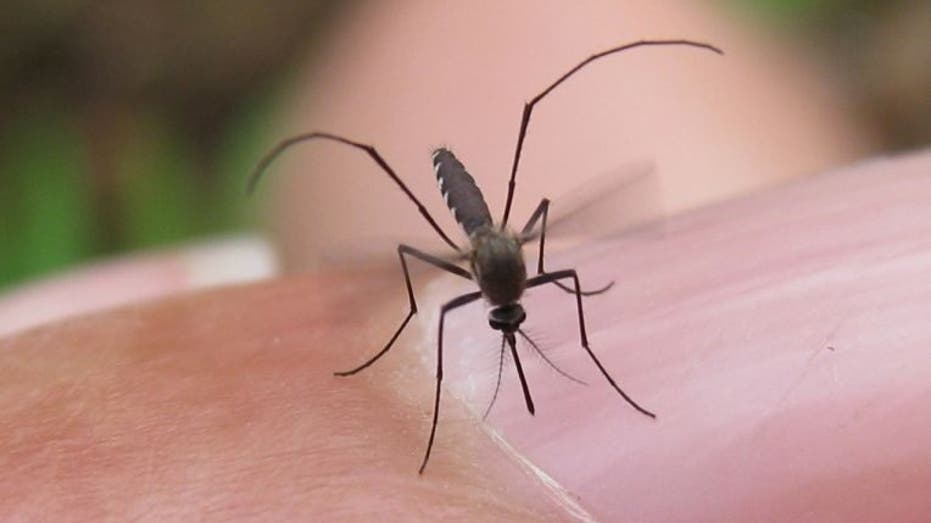 West Nile Virus Detected in Hays County: 9th Mosquito Trap Confirms Presence