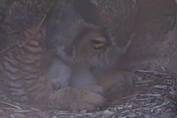 Athena the Owl's Chick Released into the Wild: A New Beginning for Nature's Majestic Bird