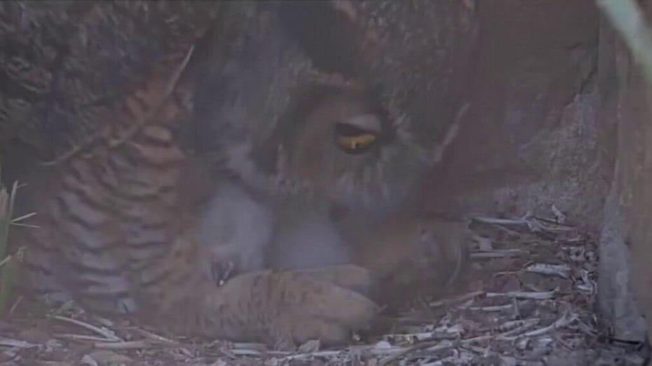 Athena the Owl's Chick Released into the Wild: A New Beginning for Nature's Majestic Bird