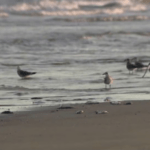 Galveston's Red Tide: How It Affects Seafood Prices and Local Restaurants
