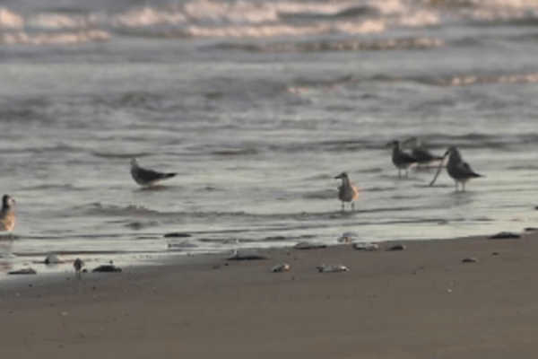 Galveston's Red Tide: How It Affects Seafood Prices and Local Restaurants
