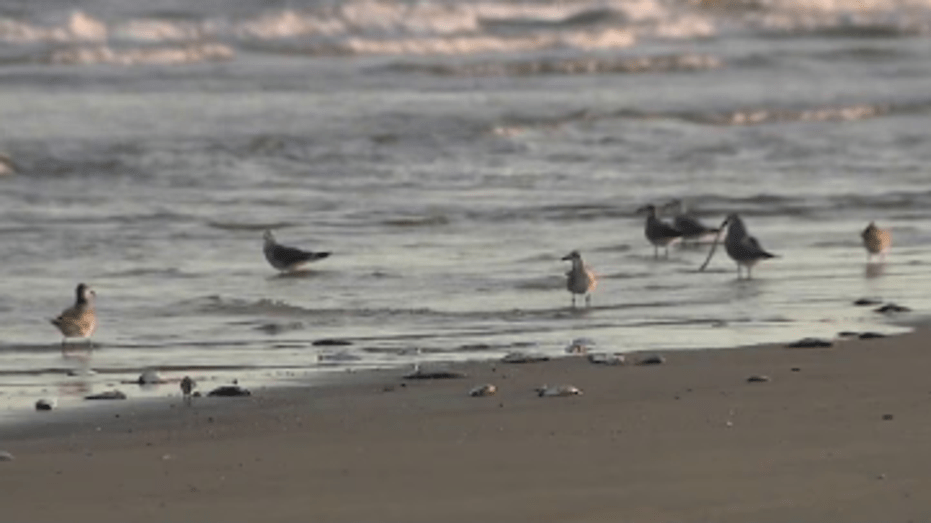 Galveston's Red Tide: How It Affects Seafood Prices and Local Restaurants