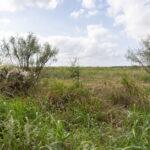 Environmental Groups and Residents File Lawsuit Against Austin Over Dog's Head Development Agreement