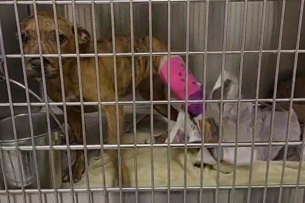 Teen Charged with Animal Cruelty After Injured Puppy Discovered with Broken Bones in Humble Home