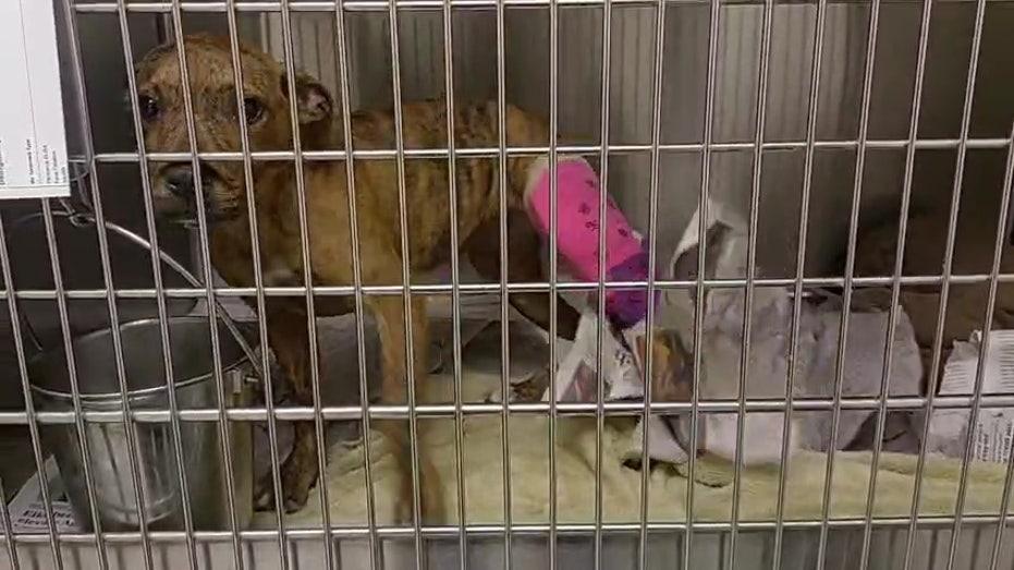 Teen Charged with Animal Cruelty After Injured Puppy Discovered with Broken Bones in Humble Home