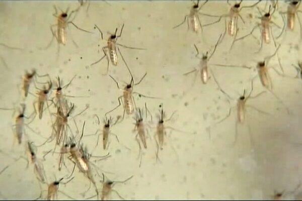 Dallas County Confirms First West Nile Virus Fatality of
