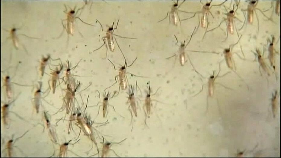 Dallas County Confirms First West Nile Virus Fatality of