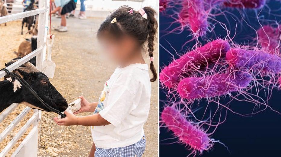 Dallas Health Officials Probe E. Coli Outbreak Linked to State Fair of Texas Petting Zoo