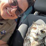Texas DPS Trooper Saves Injured Owl on I 10: A Heartwarming Rescue Story