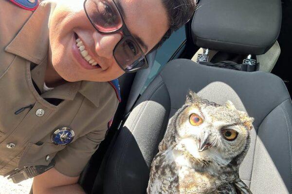Texas DPS Trooper Saves Injured Owl on I 10: A Heartwarming Rescue Story