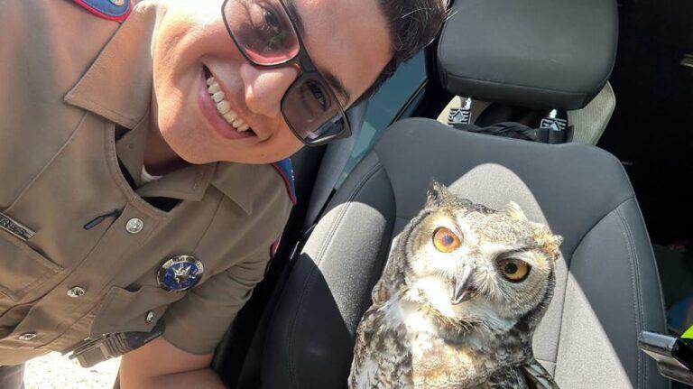 Texas DPS Trooper Saves Injured Owl on I-10: A Heartwarming Rescue Story