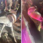 Heroic Plano Firefighters Save Horse Trapped in Drainage Ditch